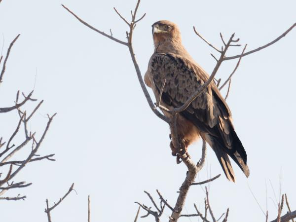 <h3>Circaetus cinereus / Brown snake eagle / Bruine slangenarend</h3>OM-1 Mark II with OLYMPUS M.300mm F4.0, 1/2000 sec at F4.0, ISO 800, distance 40.2 m
